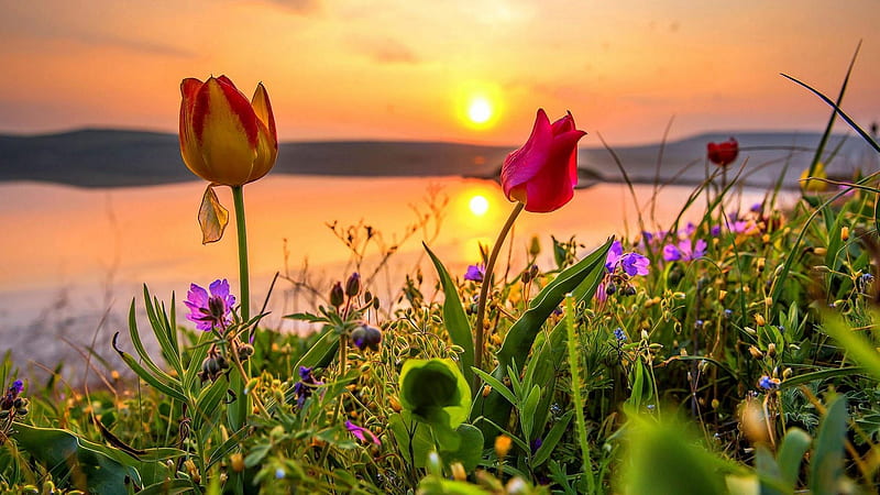 Flowering Wild Tulips at Sunset, wild, tulips, nature, sunset, sky, lake, sea, HD wallpaper