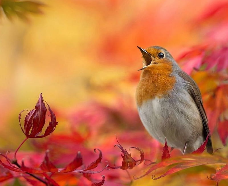 https://w0.peakpx.com/wallpaper/833/694/HD-wallpaper-singing-bird-animal-bird-singing-sweet.jpg