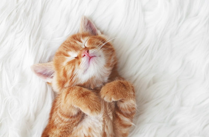 Kitten, sleep, orange, ginger, cat, animal, sweet, cute, white, fur, HD wallpaper