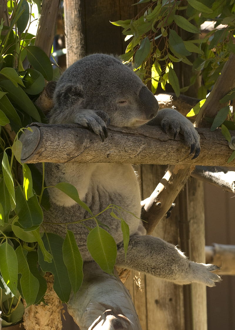 koala, animal, funny, sleep, leaves, HD phone wallpaper