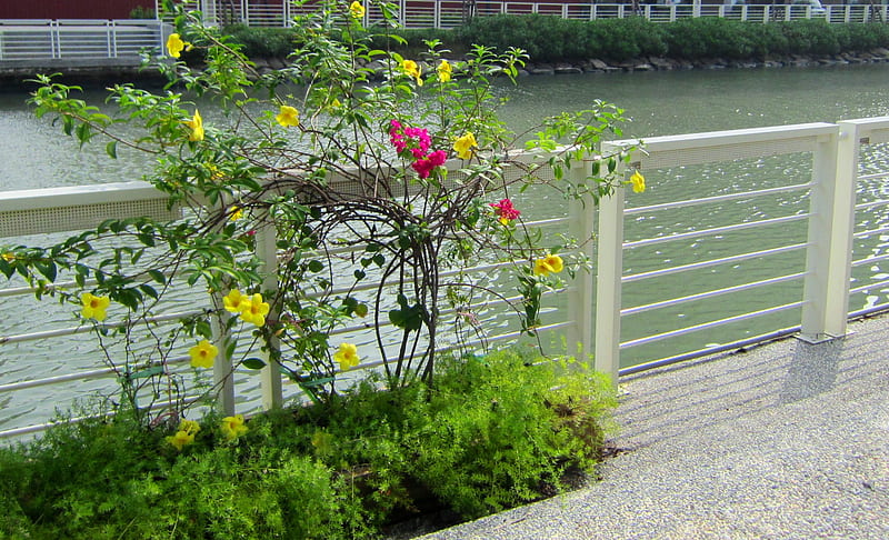 River view, parapet, flowers, river, plant, HD wallpaper