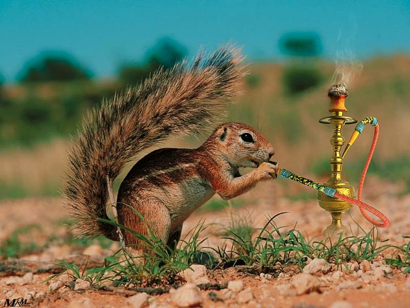 Have a Puff, squirrel, tobacco, ground, smoke, rodent, pipe, HD wallpaper