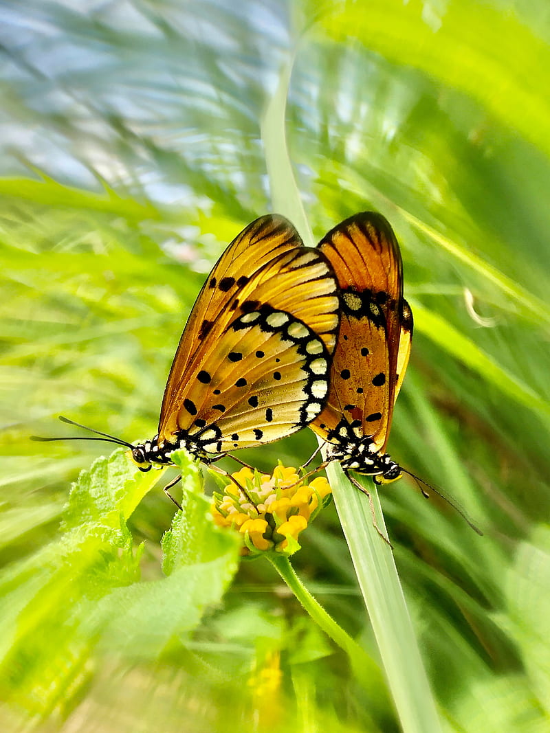 butterflies, wings, pattern, flower, HD phone wallpaper