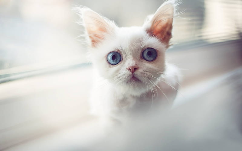white cat with big blue eyes, pets, cute animals, cats, white kittens, HD wallpaper