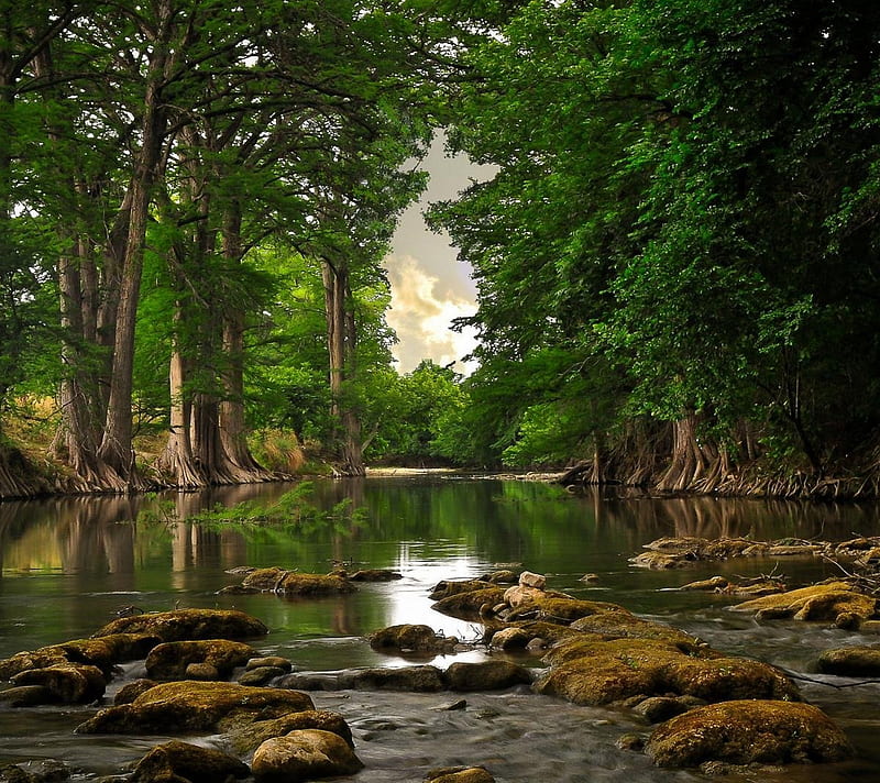 Nature, green, trees, water, HD wallpaper