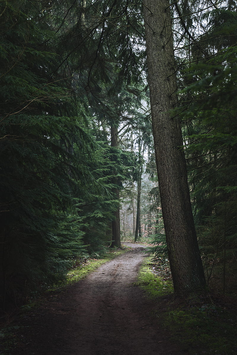 forest, pathway, trees, pine trees, nature, HD phone wallpaper