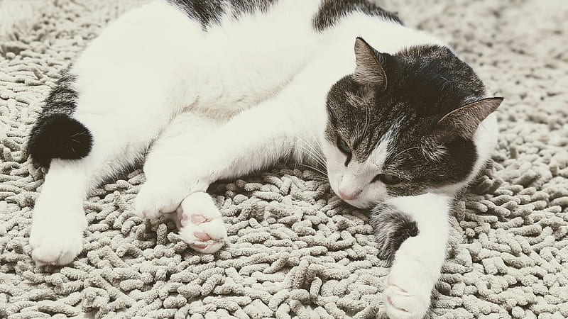 White Black Cat Is Lying Down On Mat Cat, HD wallpaper