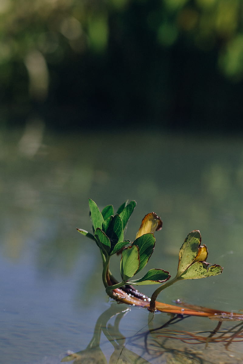 Green Plant on Body of Water, HD phone wallpaper