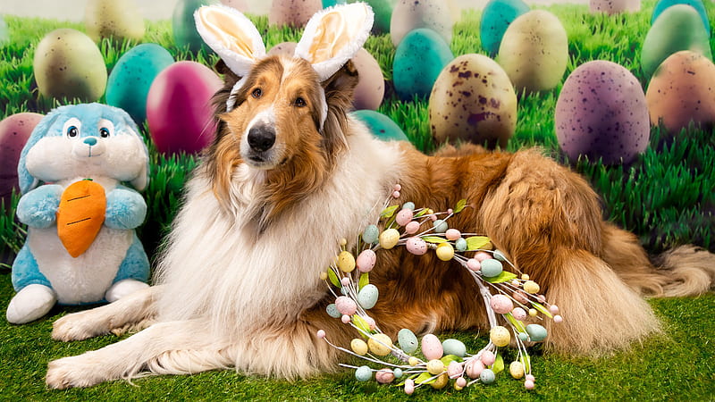 Dog Easter Pet Shetland Sheepdog Stuffed Animal Wreath Easter, HD wallpaper