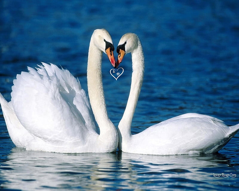 Loving, water, love, ducks, birds, reflection, white, swans, animals, HD wallpaper