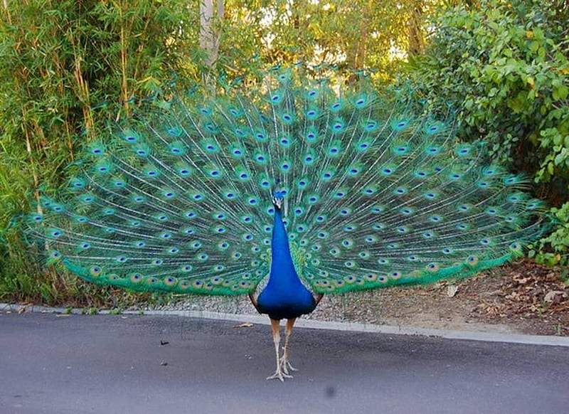 Beautiful Peacocks, peacock, nature, bonito, green, HD wallpaper