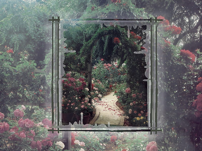 Rose Arbor Garden Gate 1 gate, rose, arbor, floral, graphy, flower, garden, nature, HD wallpaper