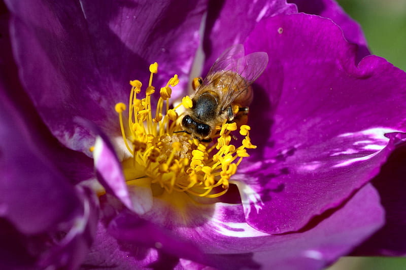 Bee Pollenating Purple Flower, bloom, bonito, bee, graphy, wide screen, flower, insect, pollen, HD wallpaper