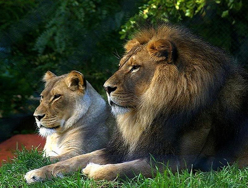 Royalty, male, female, lioness, cats, lion, HD wallpaper