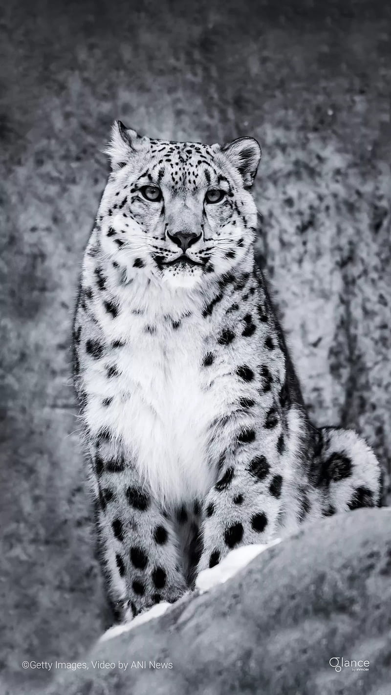 Tiger, animals, cute, leopard, leopards, snow, wild, HD phone wallpaper ...