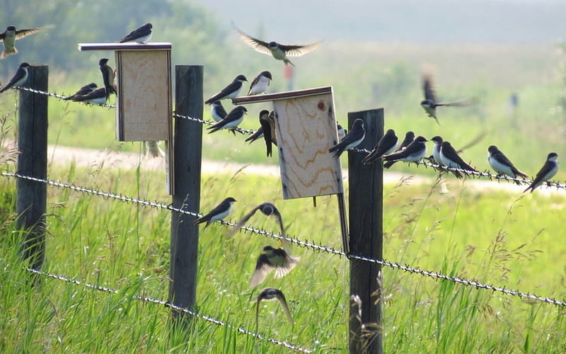 Swallows and Nesting Boxes, nest boxes, grass, birds, swallows, animals, HD wallpaper