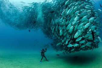 Big Bank Of Fish, HD wallpaper