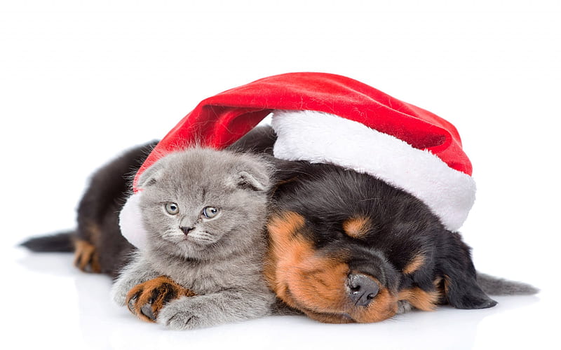 New Year, dog and cat, kitten and puppy rottweiler, Christmas, cat, HD wallpaper