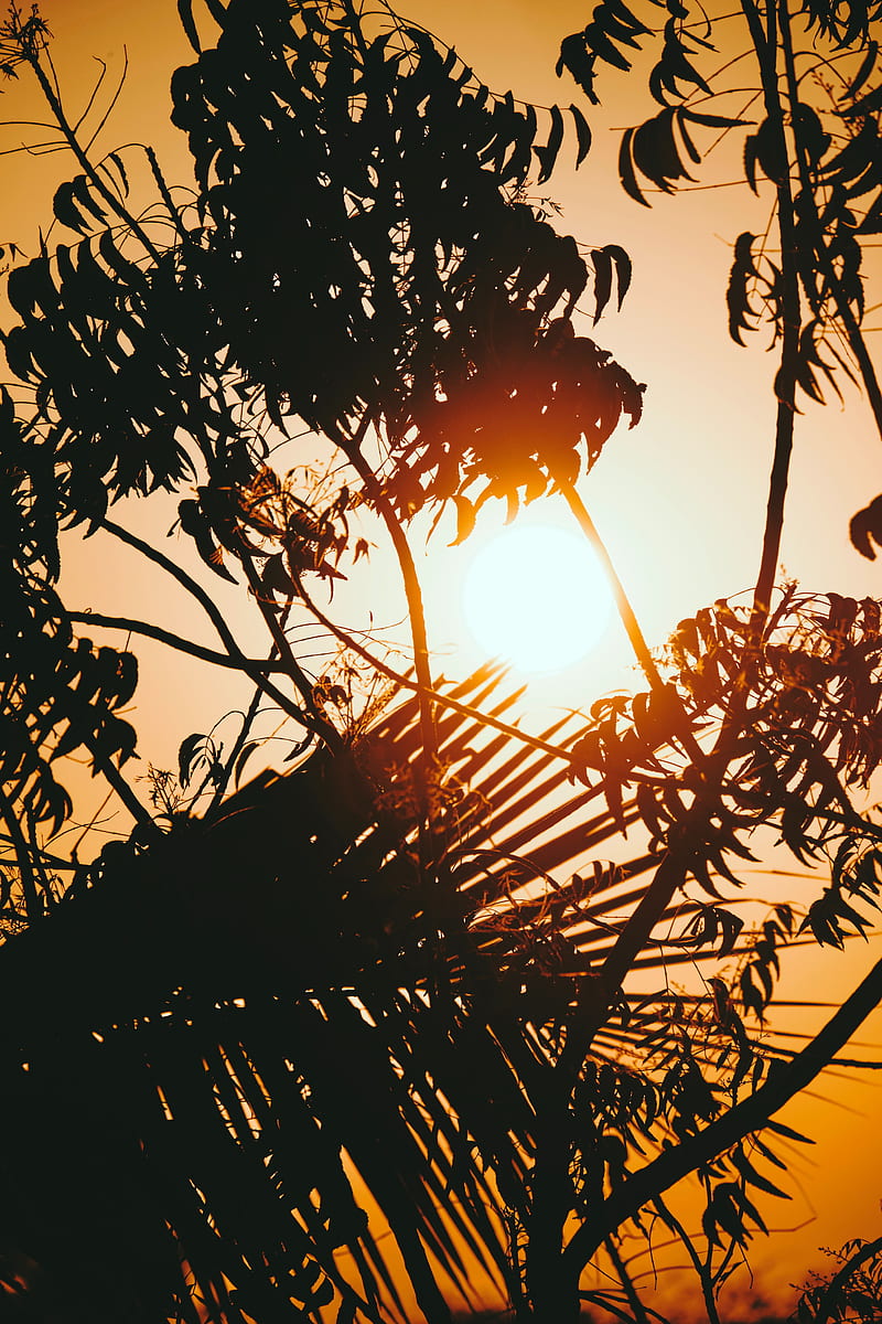 sunset, branches, sun, silhouettes, twilight, dark, HD phone wallpaper