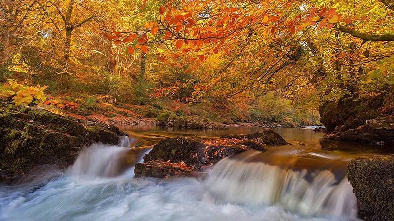 Dart River, Dartmoor NP, England, cascade, leaves, fall, autumn, trees, colors, HD wallpaper