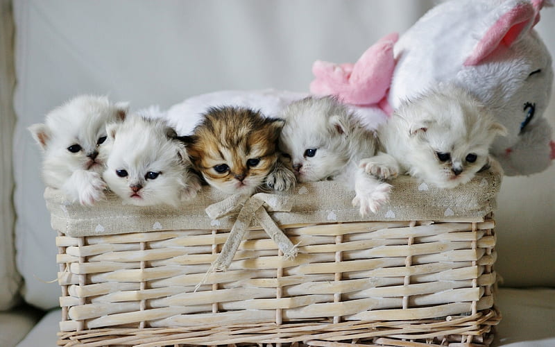 small kittens, cute little cats, kittens in the basket, funny animals, white kittens, pets, HD wallpaper