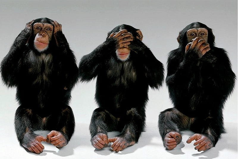 three monkey, nope, just, yes, right, HD wallpaper