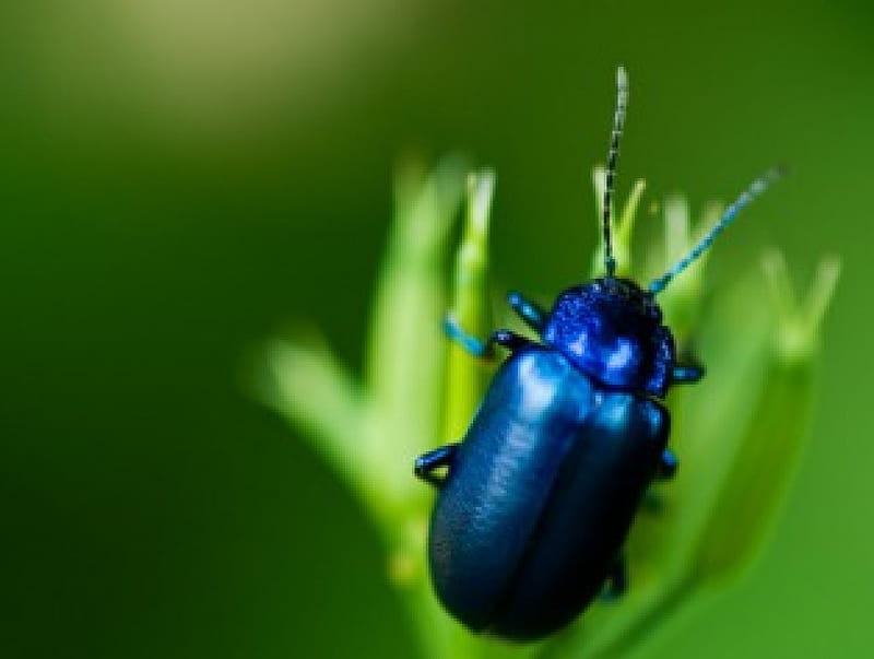 Blue Beetle, bugs, animals, HD wallpaper