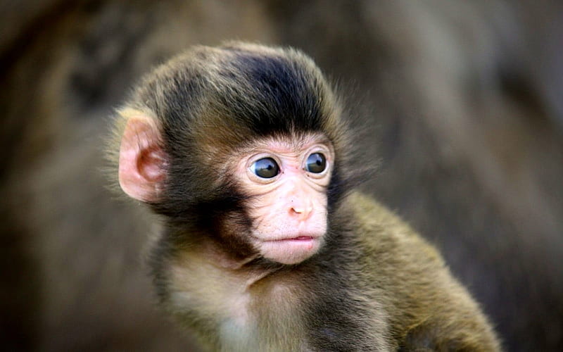 Fundo Macaco Bonito Dos Desenhos Animados Com Olhos Grandes Fundo, Foto Do  Naruto Macaco Imagem de plano de fundo para download gratuito