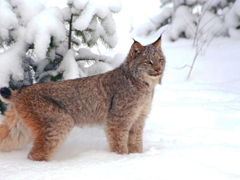 Bobcat, feline, snow, animal, HD wallpaper