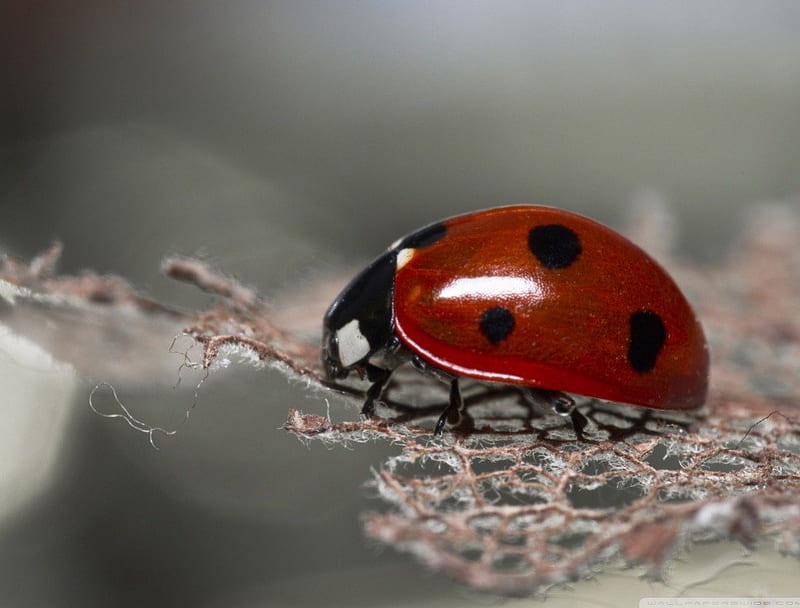 LADYBUG ON LACE, red bugs, ladybug, close up, spots, macro, nature, natural, insects, HD wallpaper