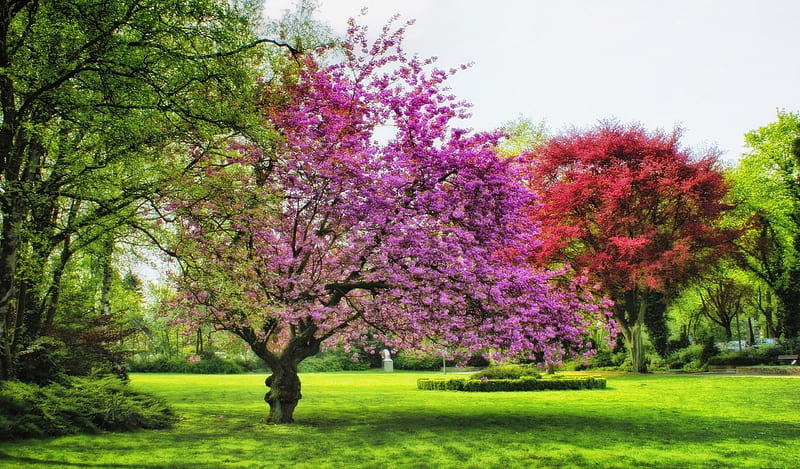 NEW BEGIN, red, grass, colors, spring, trees, green, garden, pink, plums, landscape, HD wallpaper