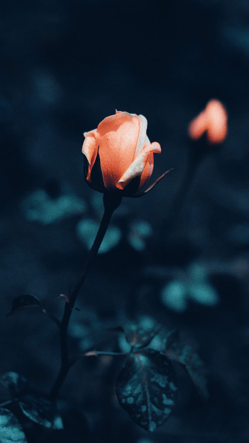 rose, flower, bush, macro, HD phone wallpaper