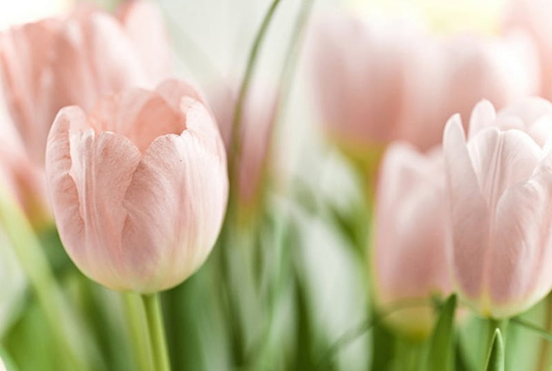 Soft Pink, flowers, pink tulips, bonito, soft pastel, HD wallpaper | Peakpx