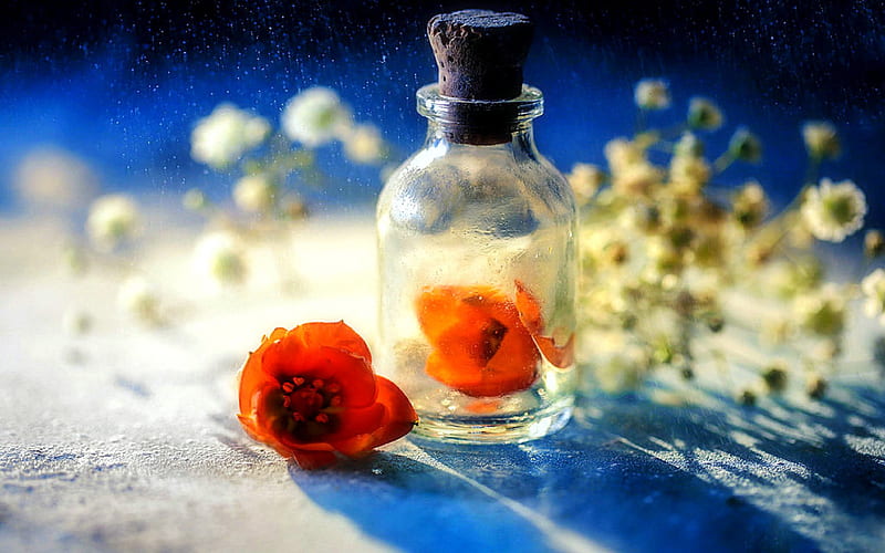 ..Flower in the Bottle.., pretty, attractions in dreams, bonito, still life, graphy, flower arrangements, flowers, inside, cut flower, bottles, lovely still life, lovely, colors, love four seasons, creative pre-made, spring, plants, nature, HD wallpaper