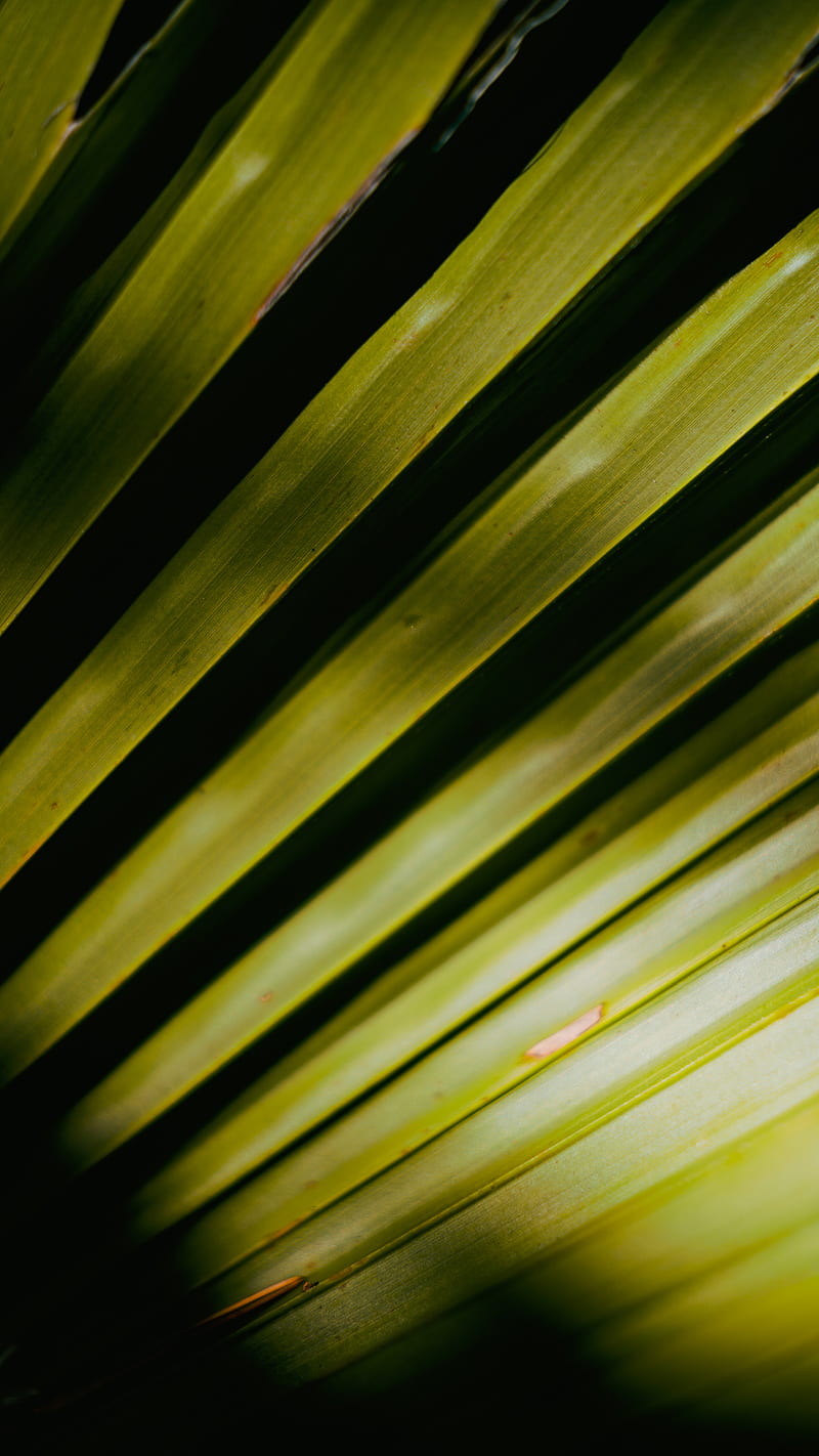 palm tree, leaves, macro, green, HD phone wallpaper