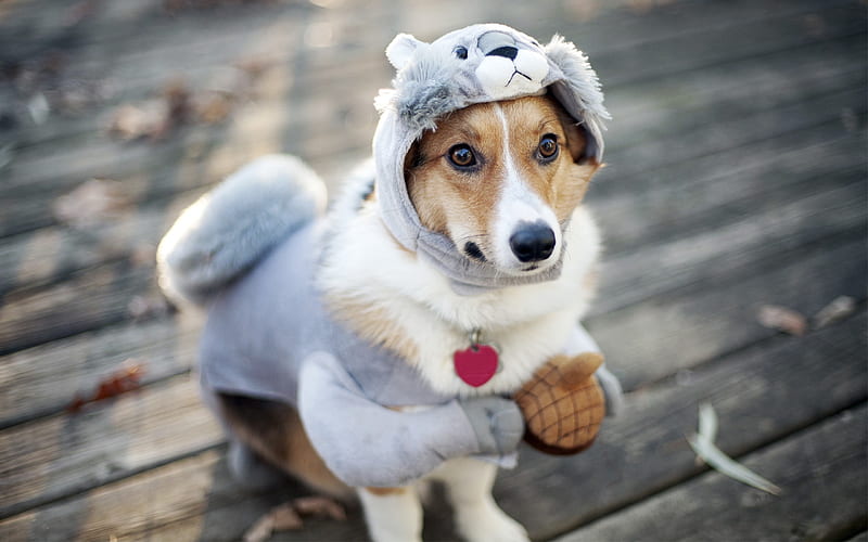 Dog Funny Outfit, dog, funny, outfit, animals, HD wallpaper