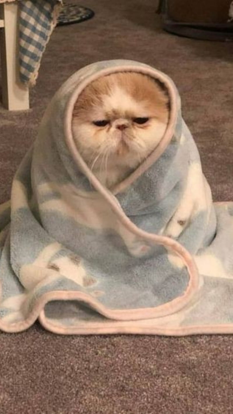 Me on monday, blanket, blanky, cat, kitty, sleepy, tired, HD phone wallpaper