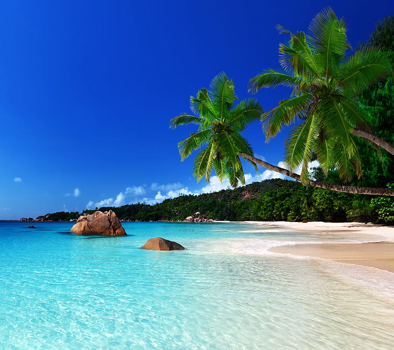 Tropical Coast, beach, palms, paradise, sea, HD wallpaper