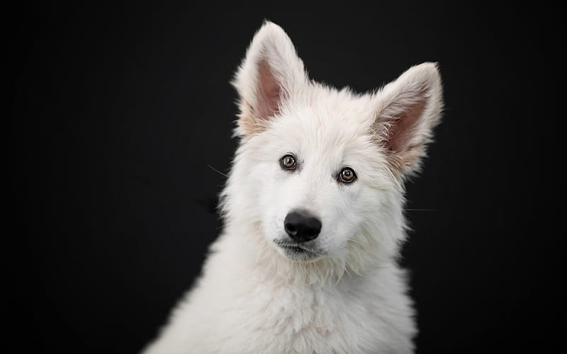 Berger Blanc Suisse, little white puppy, portrait, cute dog, pets, black background, dogs, White Swiss Shepherd, HD wallpaper