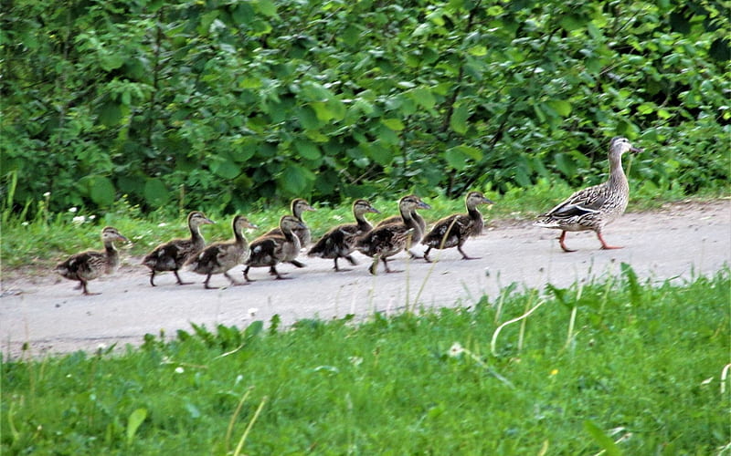 Walking Duck Family, walking, ducklings, family, birds, ducks, Latvia, HD wallpaper