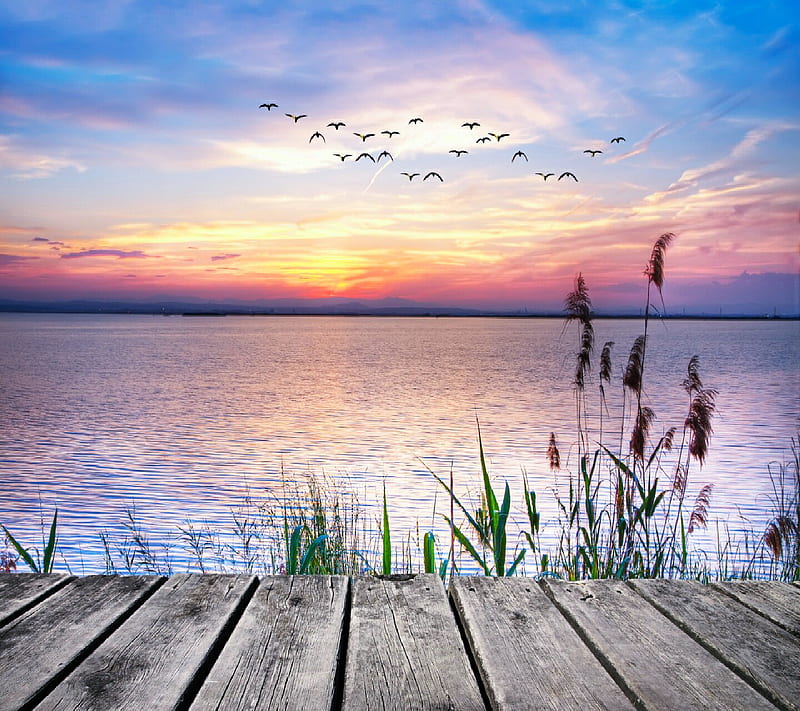 Nature, flowers, river, wooden dock, landscape, sunset, HD wallpaper