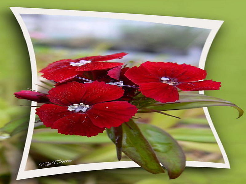 carnation, flower, red, 3d, HD wallpaper