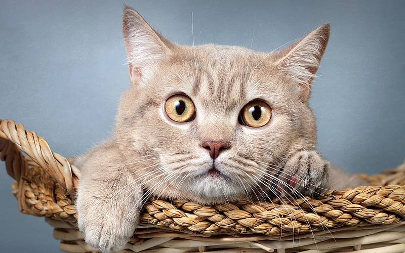British Shorthair cat, domestic cats, beige fluffy cat, cute animals, HD wallpaper