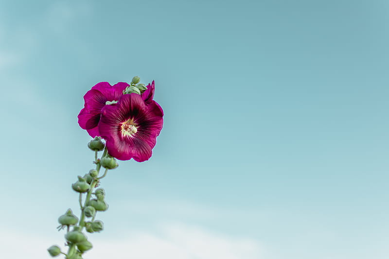 mallow, flower, purple, sky, HD wallpaper