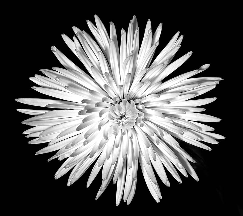 White Flower, HD wallpaper