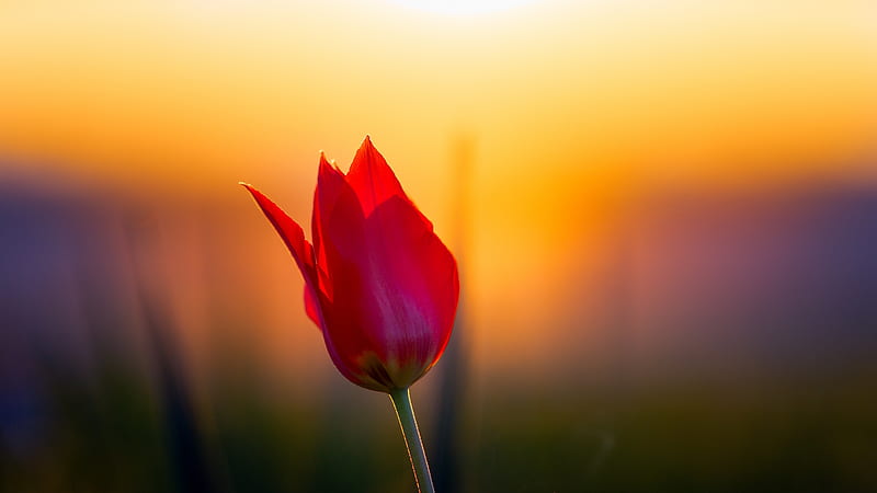 Tulip, sun, flower, petals, sunset, tulips, HD wallpaper | Peakpx