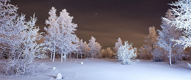 Winter Forest Snow, Snowy Forest Landscape, HD wallpaper | Peakpx
