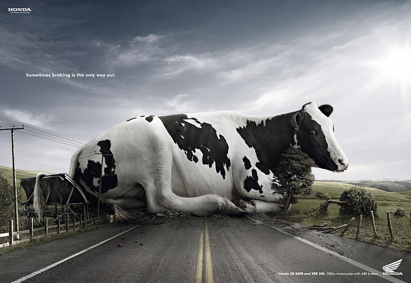 Sometimes braking is the only way out, cow, black, honda, animal, spot, reclama, ad, vaca, commercial, road, white, HD wallpaper