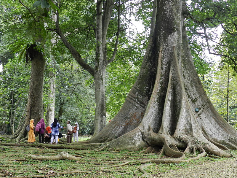 658 Bogor Entrance Royalty-Free Images, Stock Photos & Pictures |  Shutterstock