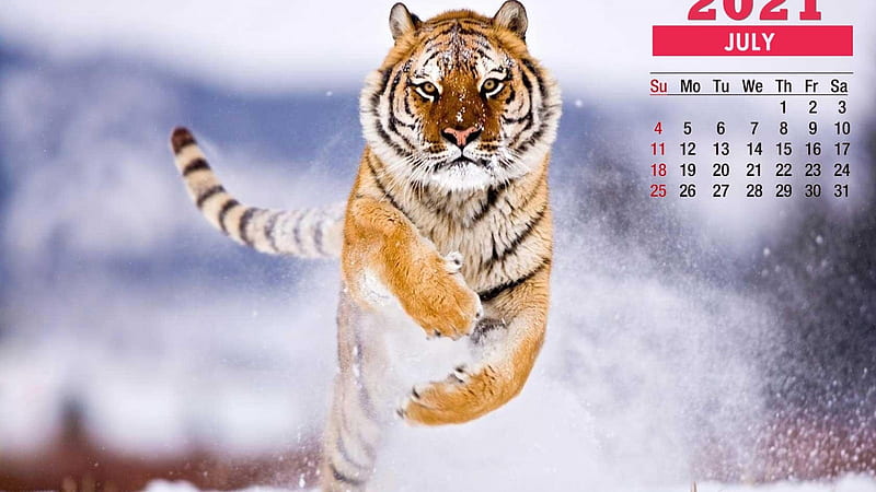 July 2021 Calendar Tiger Snow Background July Calendar, HD wallpaper |  Peakpx
